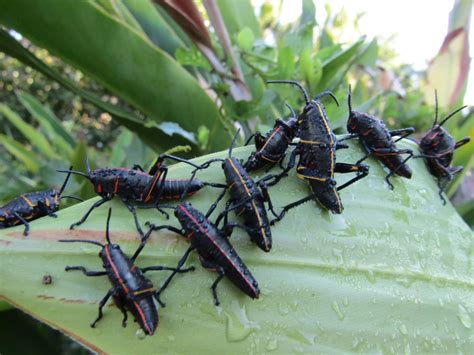 Plant Doctor: Feel free to prune loquat trees damaged in freeze