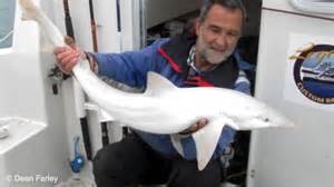 Viral Shark And Ray Videos