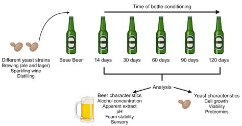 Performance of Different Saccharomyces Strains on Secondary ...