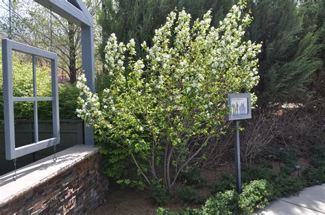 Utah Serviceberry
