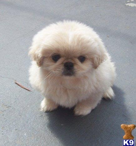Pekingese puppy for sale in Orlando for $650 that was born on Tuesday ...