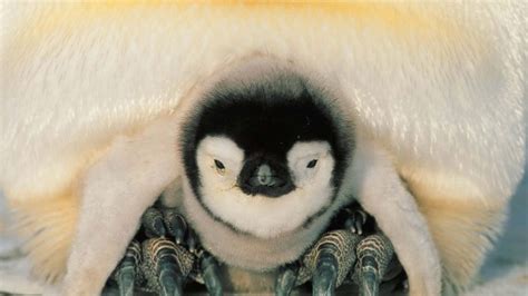 Penguin Cub Family - Cute Wildlife Wallpaper
