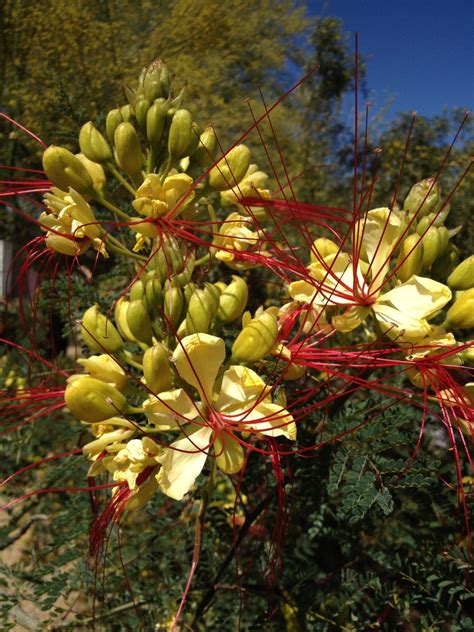 Yellow Bird of Paradise (Caesalpinia gilliesii)