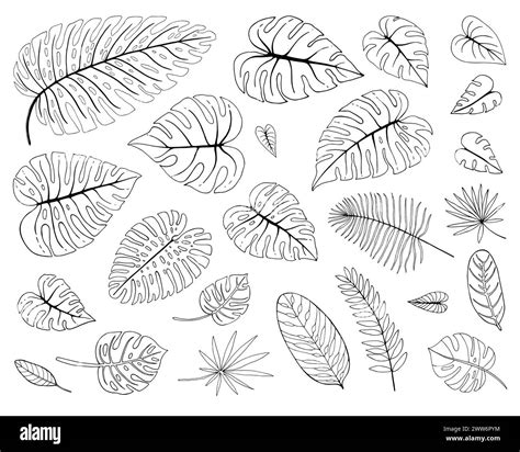 Line leaves flower different Black and White Stock Photos & Images - Alamy