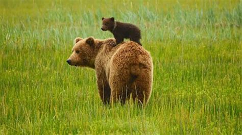 What to do if you encounter a bear in the wild: The most common ...