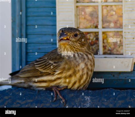 Bird perched silhouette hi-res stock photography and images - Alamy