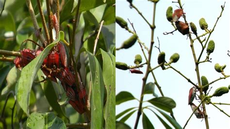 Sting bug infestation, unseasonal rain threaten state’s litchi crop