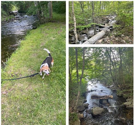 Here's where to go glamping and rent treehouses, yurts in Poconos, PA