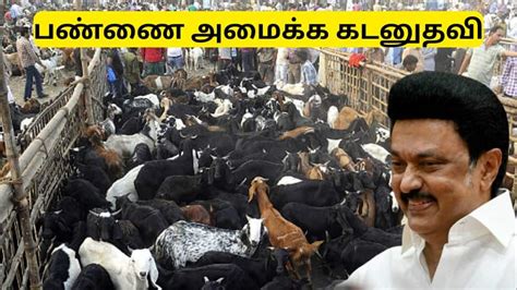 Tamil Nadu Govts Latest Subsidy Scheme for Goat, Cow Farms Apply Now ...
