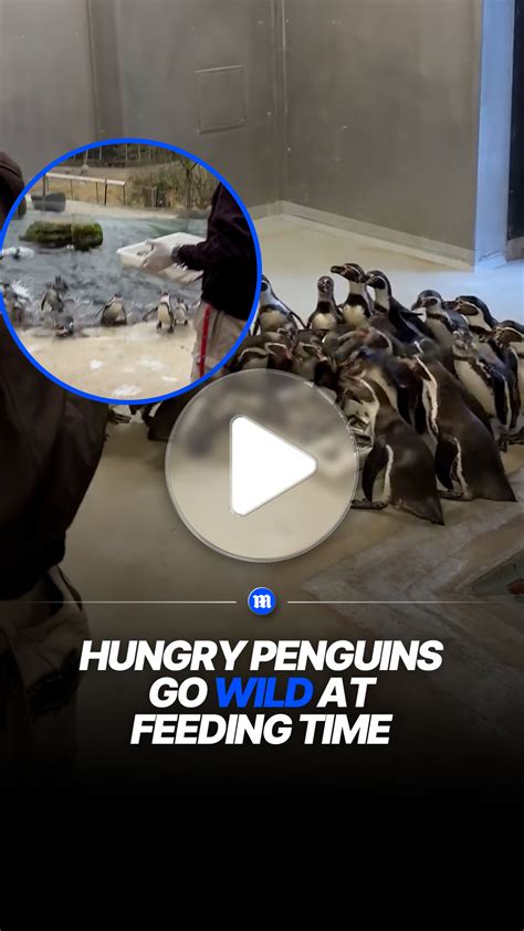 Hungry penguins rush in for feeding time at full speed