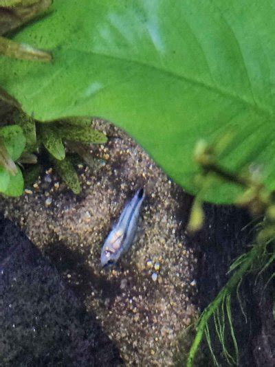 Pygmy cory acting strange | Aquarium Advice Forum Community