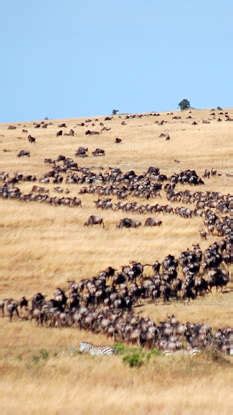 10 unique wildlife experiences from across the globe