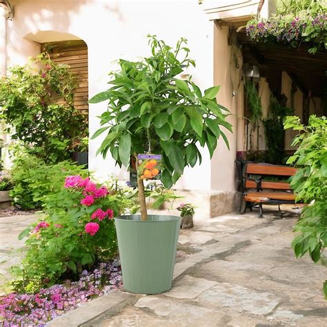 Citrus Orange Tree 5L Pot Indoor Citrus Plant for Home Patio Patio ...