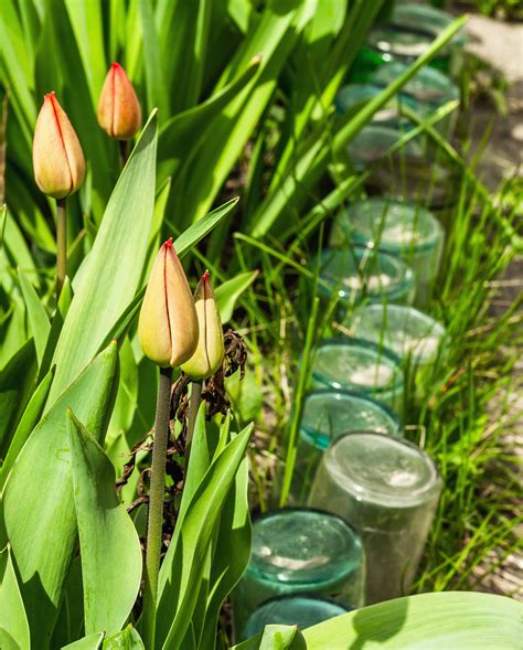 30 Garden Edging Ideas for Every Style and Budget