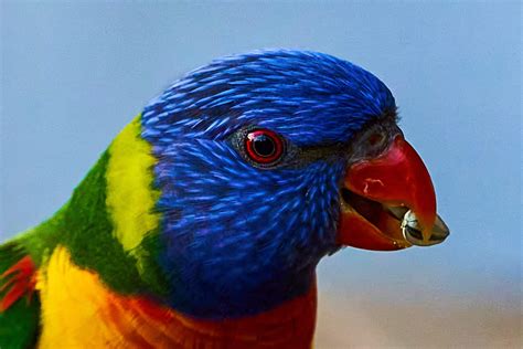 Animals that Start with B - Listed With Pictures, Facts - A-Z Animals