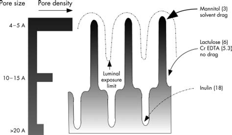 Alterations in intestinal permeability - PMC