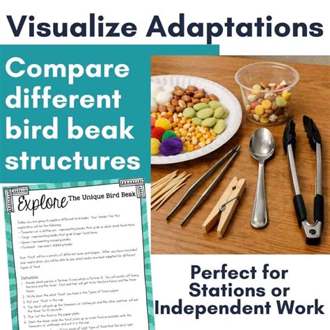 Bird Beak Adaptations Lab: Types, Shapes & Experiment
