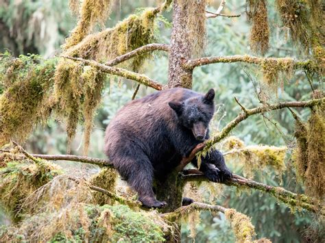 Black Bear's Stand-Off With the Police Comes to a Shocking End - PetHelpful