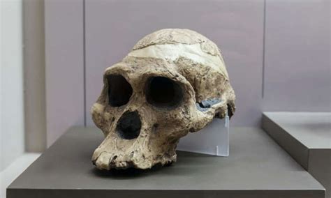 Before Homo Sapiens: Australopithecus and the Rise of Early Hominids