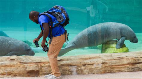 Jacksonville Zoo new manatee exhibit opens this week. See best photos