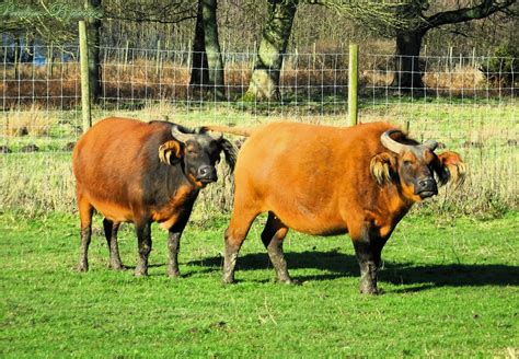 Forest Buffalo 22 February 2026 - ZooChat