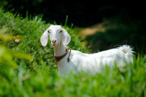 12 Jenis Kambing yang Diternakkan di Indonesia, Apa Saja? | IDN Times