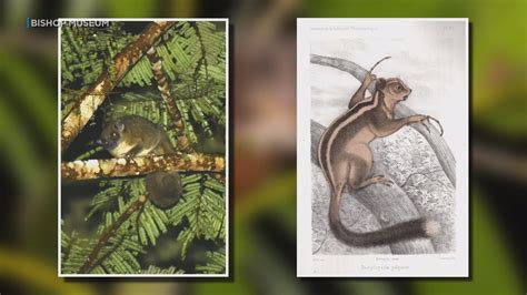 Bishop Museum scientist helps rediscover 2 animals thought to be extinct