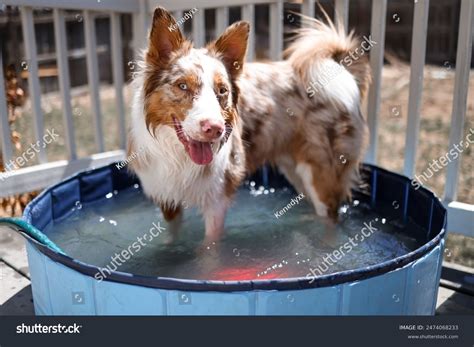 142 Dog Patio Pool Royalty-Free Images, Stock Photos & Pictures ...