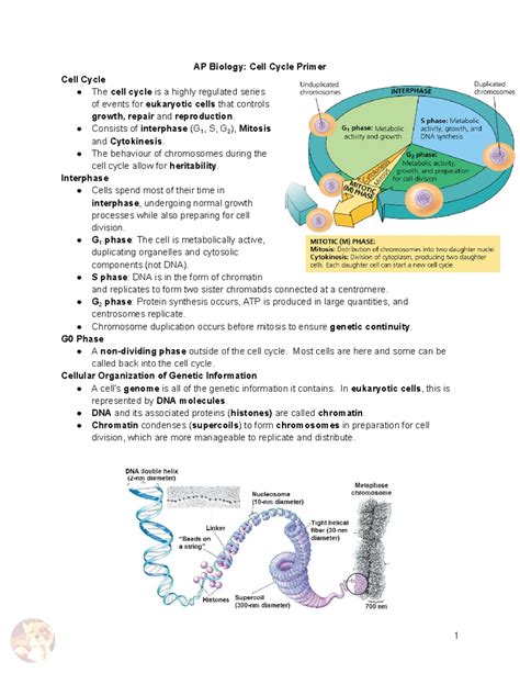 AP Biology: Cell Cycle Primer and Regulation Overview - Studocu