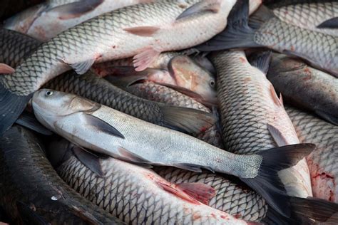 Worries grow about a 'violent and destructive' invasive fish - AOL