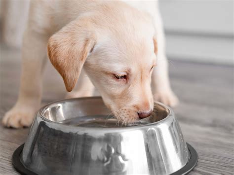 Labrador Puppy Spills Water and Then Turns Himself Into a Mop - Parade Pets