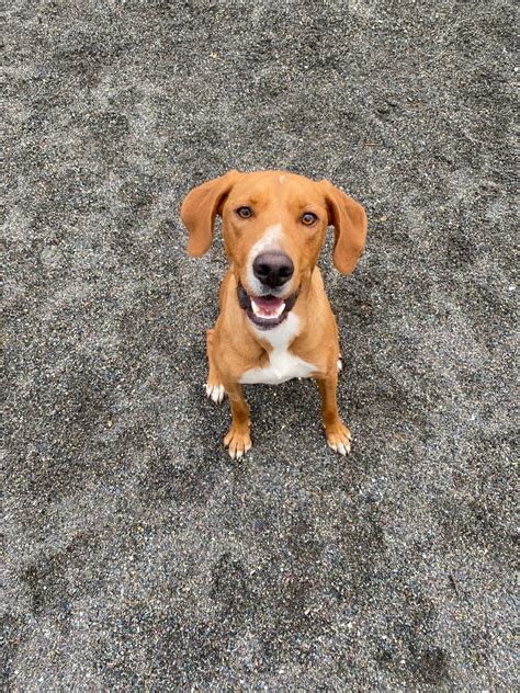 Cooper - 2 year old male Cross-Breed available for adoption