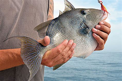 Shore Fishing for Triggerfish - On The Water