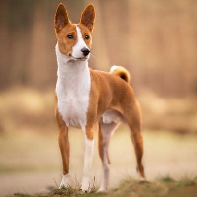 Test cual es tu raza de perro ideal: resultado