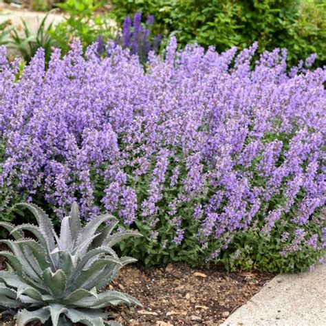 Monrovia Blue Catmint Plant in 2.5 -Quart Pot 1 -Pack Low Maintenance ...
