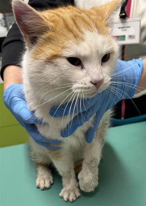 KOT Z INTERWENCJI DNIA 13.01.2026r. – Schronisko dla bezdomnych ...