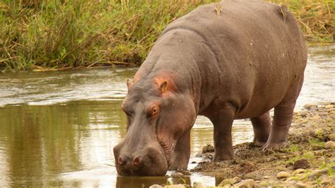 Anant Ambani Proposes To Save Pablo Escobar’s Hippos; Offers Them A Home At Vantara - Culture