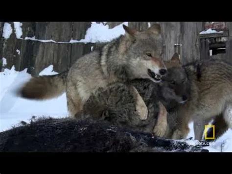 40 Years After Chernobyl, Wolves May Be Adapting to Live With Radiation