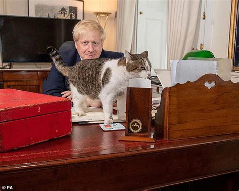 Larry the cat celebrates 15 years! Chief mouser, 19, marks another year ...