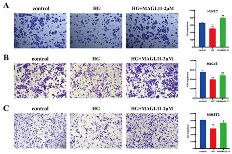 Investigation of the Efficacy and Mechanism of Monoacylglycerol Lipase ...