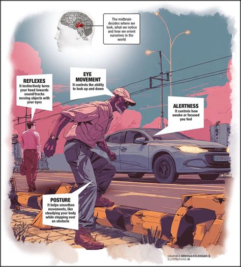 The midbrain: Your brain's silent guardian of alertness and survival ...