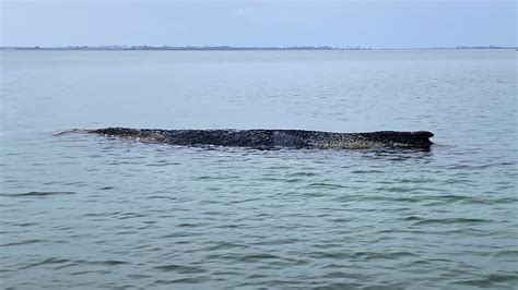 Humpback whale freed by rescuers in Baltic Sea has become stranded ...