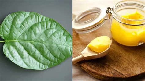 Betel leaves in ghee: benefits and why it’s trending