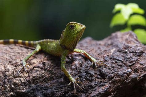 Ancient Animal Breeds That Survived Thousands of Year