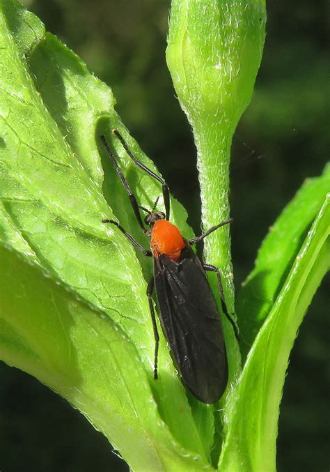 Lovebugs (Genus Plecia) - Bali Wildlife