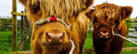 Einfacher Hack für Landwirte: Kälberhalfter in unter 10 Sekunden knoten ...