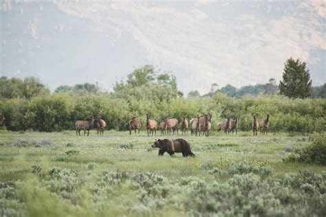 Stay Wild. - Visit Jackson Hole