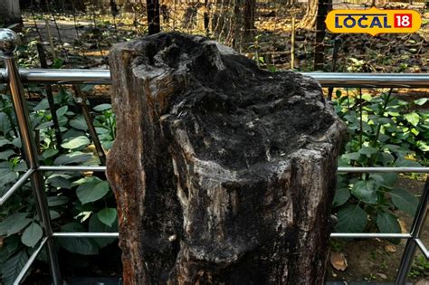 tree fossil from Miocene Epoch dating back to 16 million years ago ...