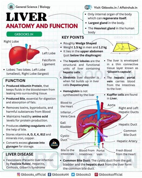AI - 📌 NCLEX-Style Case Study: Liver Function & Disease Scenario: A 55 ...