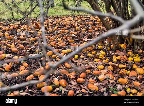 Many windfall apples laying hi-res stock photography and images - Alamy
